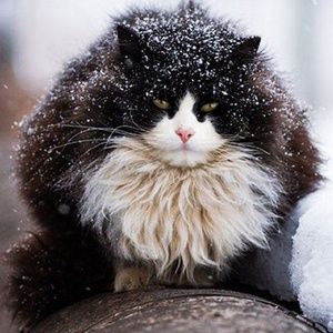 Meet your Posher, Veronica